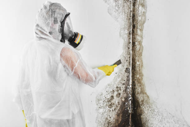 Best Residential Mold Removal  in Cambridge, OH