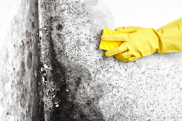 Best Crawl Space Mold Removal  in Cambridge, OH