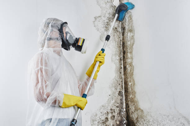 Best Mold Removal and Inspection  in Cambridge, OH