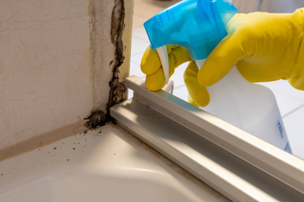 Best Attic Mold Removal  in Cambridge, OH