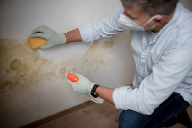 Best Mold Damage Repair  in Cambridge, OH