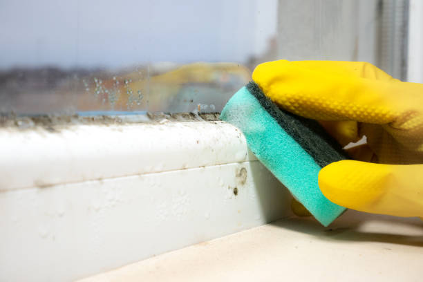 Best Residential Mold Removal  in Cambridge, OH