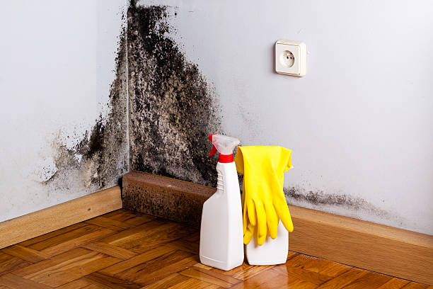 Best Home Mold Removal  in Cambridge, OH