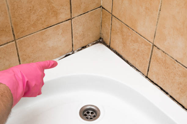 Best Certified Mold Removal  in Cambridge, OH